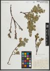 Foto von Salix myrsinites L.